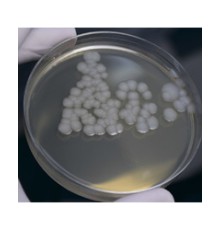 Питательная среда для определения количества мезофильных аэробных и факультативно-анаэробных микроорганизмов сухая (КМАФАнМ) 250 г.