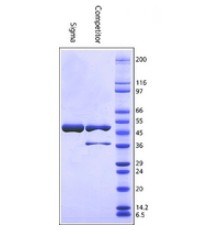 Глюкозо-6-фосфатдегидрогеназа из пекарских дрожжей (S.cerevisiae) Тип XV, лиофилизированный порошок, 200-400 мкг / мг белка (модифицированный Варбург-Кристиан) Sigma G6378