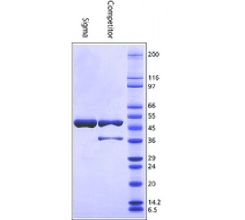 Глюкозо-6-фосфатдегидрогеназа из пекарских дрожжей (S.cerevisiae) Тип XV, лиофилизированный порошок, 200-400 мкг / мг белка (модифицированный Варбург-Кристиан) Sigma G6378