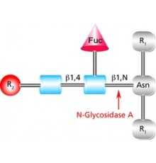 PNGase F из элизабетикингии meningosepticarecombinant, экспрессируемая в E. coli, набор из 100 мкм наномолярных единиц Sigma P9120