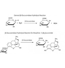 βГлюкуронидаза из Helix pomatia, тип H-2, водный раствор, 85000 Единиц / мл Sigma G0876