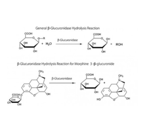 βГлюкуронидаза из Helix pomatia, тип H-2, водный раствор, 85000 Единиц / мл Sigma G0876