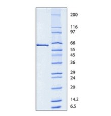 Люцифераза из Photinus pyralis (светлячок) BioUltra, 98% (SDS-PAGE), лиофилизированный порошок, 15-30  106 световых единиц / мг белка Sigma L9506