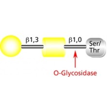О-гликозидаза из Streptococcus pneumonia, рекомбинантная, экспрессируется в E. coli, забуференный водный раствор Sigma G1163