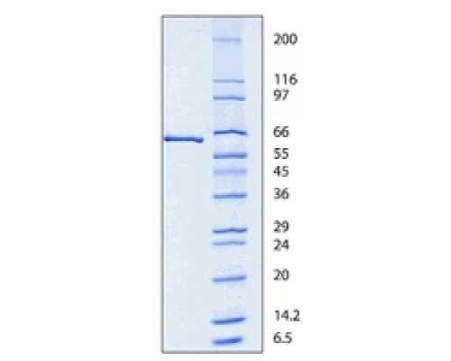 Люцифераза из рекомбинантной Photinus pyralis (светлячка), экспрессируемая в E. coli, забуференный водный раствор, 2 · 1010 единиц / мг белка Sigma L9420